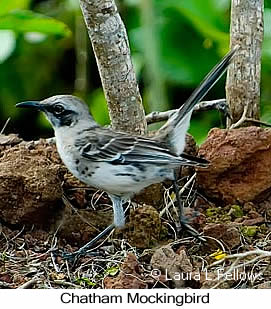 Chatham Mockingbird on San Cristobal Galapagos Islands - © Laura L Fellows and Exotic Birding tours