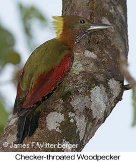 Checker-throated Woodpecker - © James F Wittenberger and Exotic Birding LLC