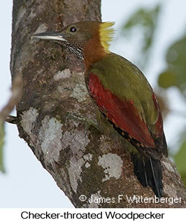 Checker-throated Woodpecker - © James F Wittenberger and Exotic Birding LLC