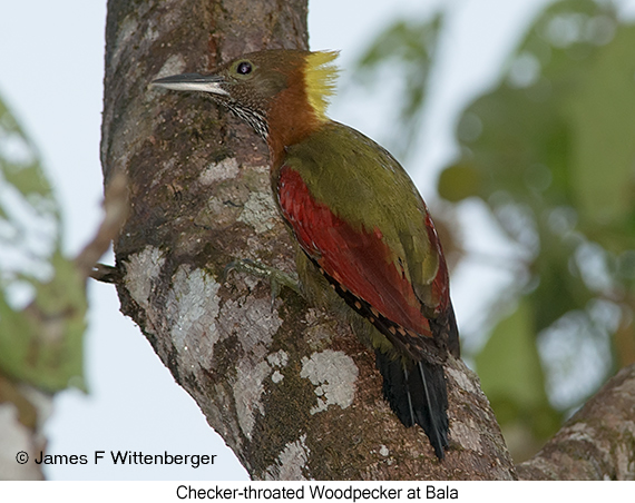 Checker-throated Woodpecker - © James F Wittenberger and Exotic Birding LLC
