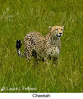 Cheetah - © Laura L Fellows and Exotic Birding Tours Cheetah - © Laura L Fellows and Exotic Birding Tours