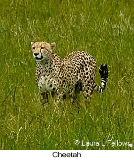 Cheetah - © Laura L Fellows and Exotic Birding LLC