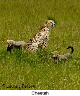 Cheetah - © Laura L Fellows and Exotic Birding Tours