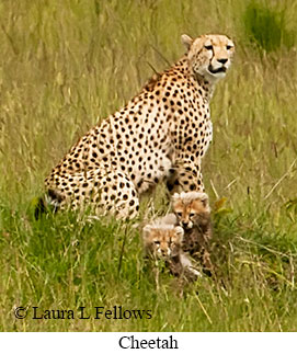 Cheetah - © Laura L Fellows and Exotic Birding LLC