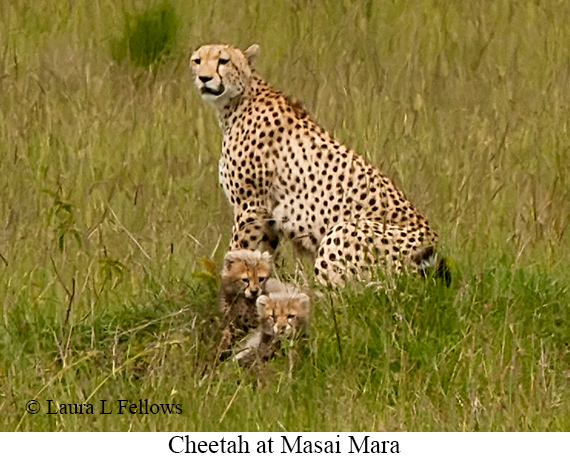 Cheetah - © Laura L Fellows and Exotic Birding LLC