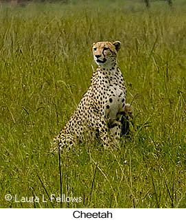 Cheetah - © Laura L Fellows and Exotic Birding LLC