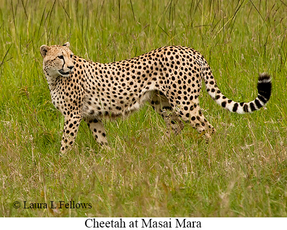 Cheetah - © Laura L Fellows and Exotic Birding LLC