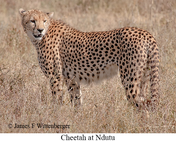 Cheetah - © James F Wittenberger and Exotic Birding LLC