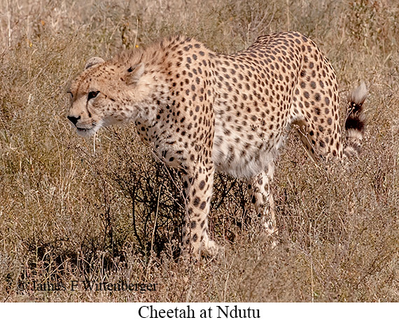 Cheetah - © James F Wittenberger and Exotic Birding LLC