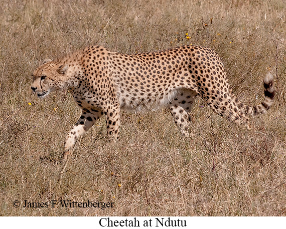 Cheetah - © James F Wittenberger and Exotic Birding LLC