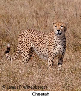 Cheetah - &copy; James F Wittenberger and Exotic Birding LLC