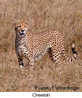 Cheetah - © James F Wittenberger and Exotic Birding LLC