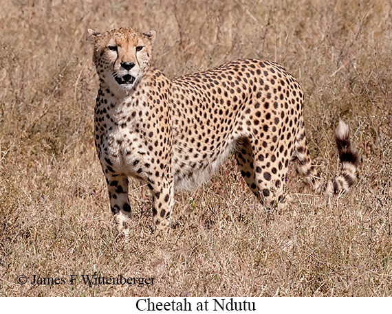 Cheetah - © James F Wittenberger and Exotic Birding LLC