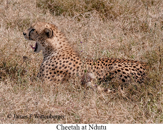 Cheetah - © James F Wittenberger and Exotic Birding LLC