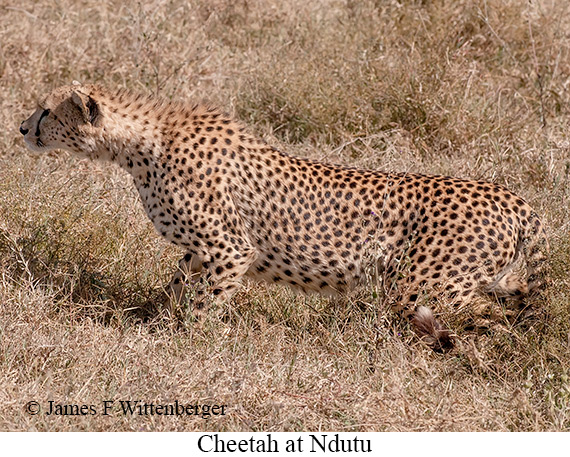 Cheetah - © James F Wittenberger and Exotic Birding LLC