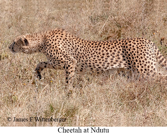 Cheetah - © James F Wittenberger and Exotic Birding LLC