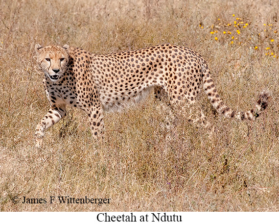 Cheetah - © The Photographer and Exotic Birding LLC