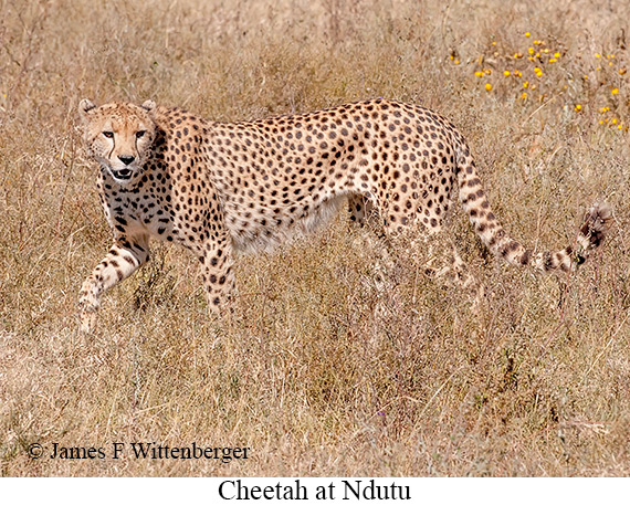 Cheetah - © James F Wittenberger and Exotic Birding LLC