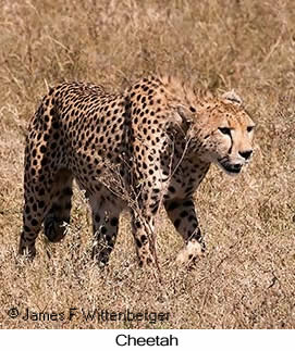 Cheetah - © James F Wittenberger and Exotic Birding LLC Cheetah - © James F Wittenberger and Exotic Birding LLC