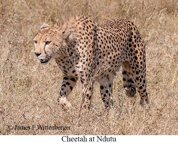 Cheetah - © James F Wittenberger and Exotic Birding LLC