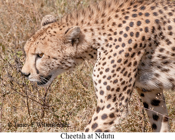 Cheetah - © James F Wittenberger and Exotic Birding LLC