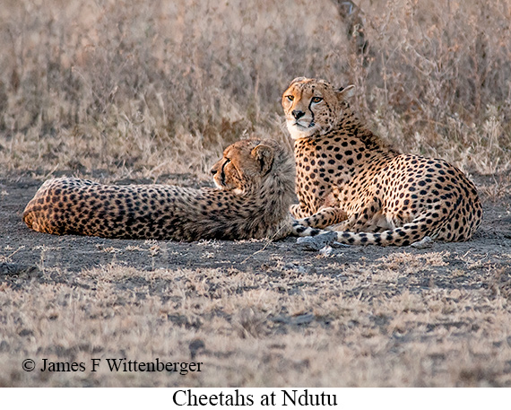 Cheetah - © James F Wittenberger and Exotic Birding LLC