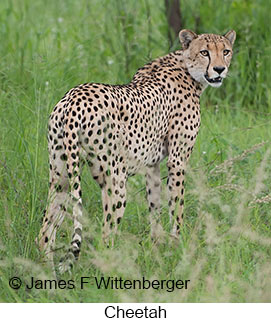 Cheetah - © James F Wittenberger and Exotic Birding LLC