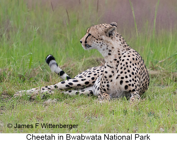 Cheetah - © James F Wittenberger and Exotic Birding LLC Cheetah - © James F Wittenberger and Exotic Birding LLC