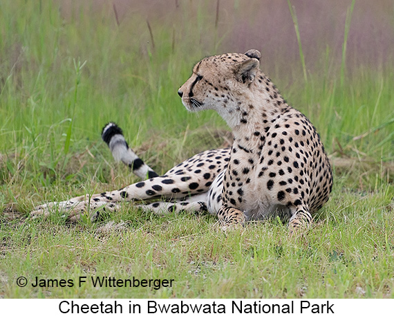 Cheetah - © James F Wittenberger and Exotic Birding LLC