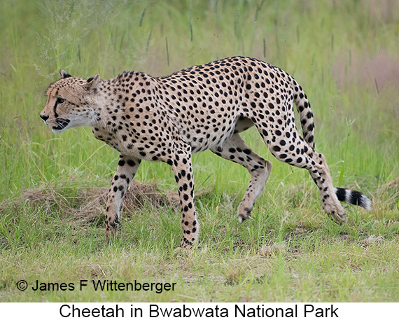 Cheetah - © James F Wittenberger and Exotic Birding LLC