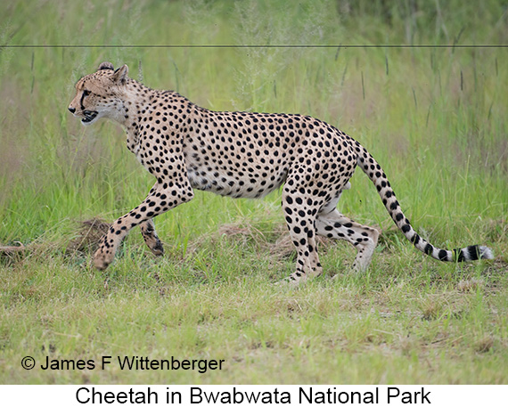 Cheetah - © James F Wittenberger and Exotic Birding LLC