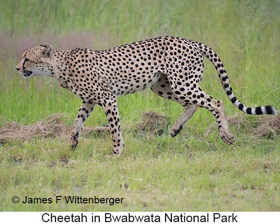 Cheetah - © James F Wittenberger and Exotic Birding LLC