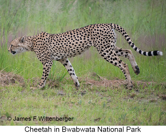 Cheetah - © James F Wittenberger and Exotic Birding LLC Cheetah - © James F Wittenberger and Exotic Birding LLC