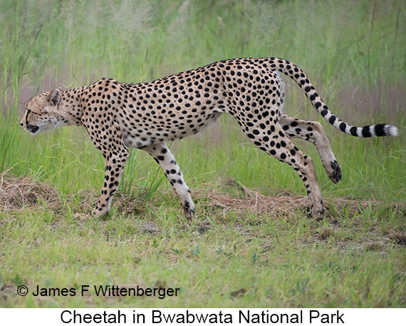 Cheetah - © James F Wittenberger and Exotic Birding LLC