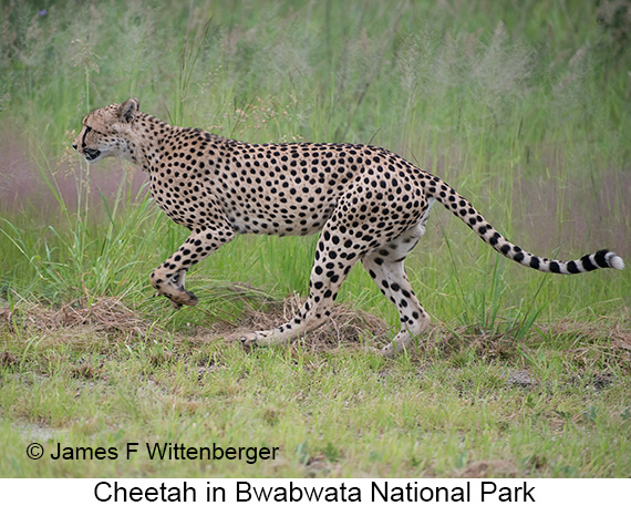 Cheetah - © James F Wittenberger and Exotic Birding LLC