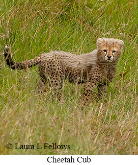 Cheetah - © Laura L Fellows and Exotic Birding Tours Cheetah - © Laura L Fellows and Exotic Birding Tours