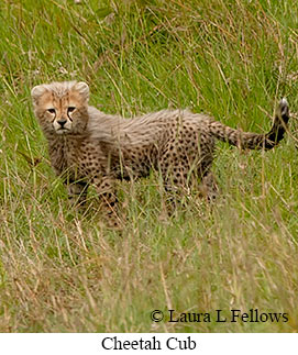 Cheetah - © Laura L Fellows and Exotic Birding LLC