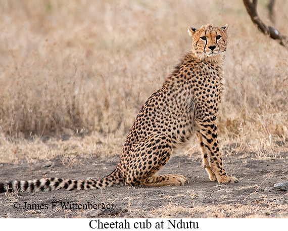 Cheetah - © James F Wittenberger and Exotic Birding LLC