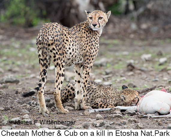 Cheetah - © James F Wittenberger and Exotic Birding LLC