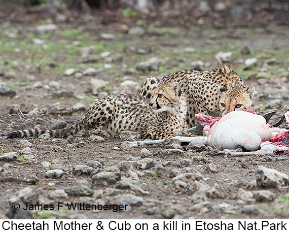 Cheetah - © James F Wittenberger and Exotic Birding LLC