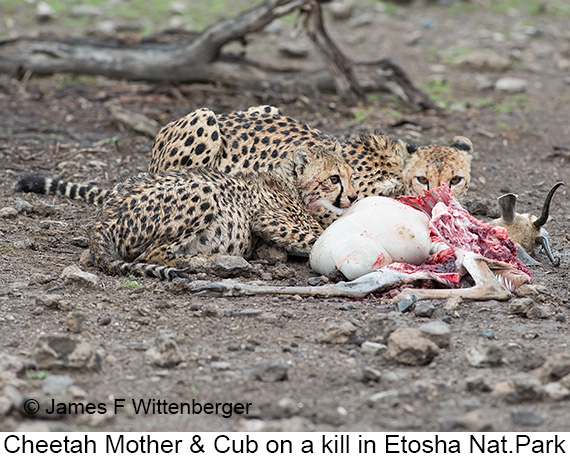 Cheetah - © James F Wittenberger and Exotic Birding LLC