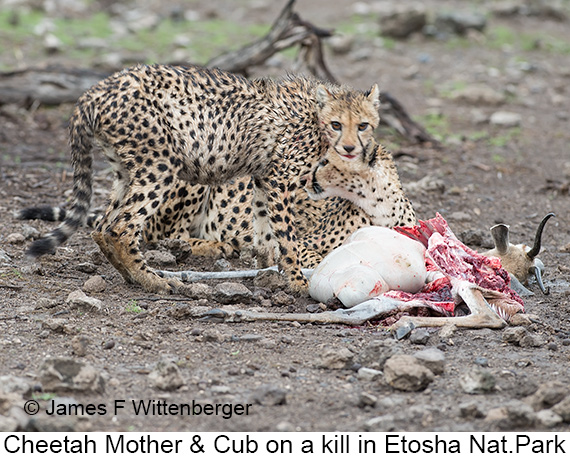 Cheetah - © James F Wittenberger and Exotic Birding LLC