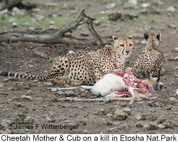 Cheetah - © James F Wittenberger and Exotic Birding LLC
