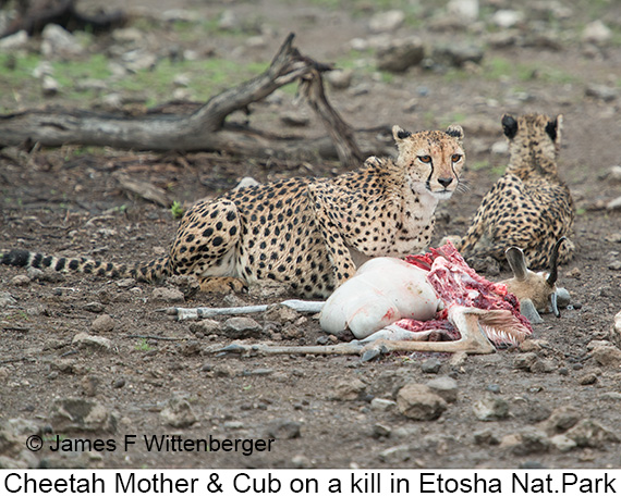 Cheetah - © James F Wittenberger and Exotic Birding LLC