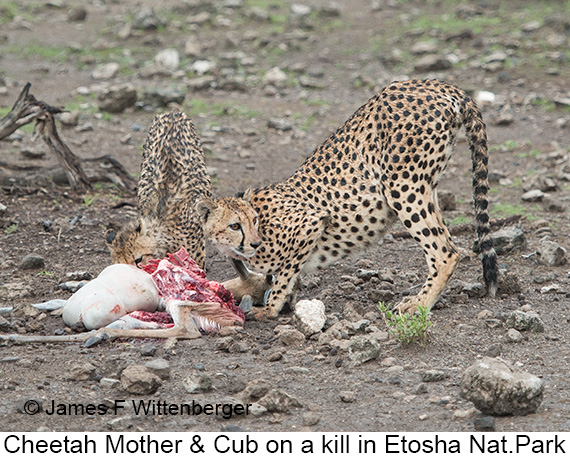 Cheetah - © James F Wittenberger and Exotic Birding LLC