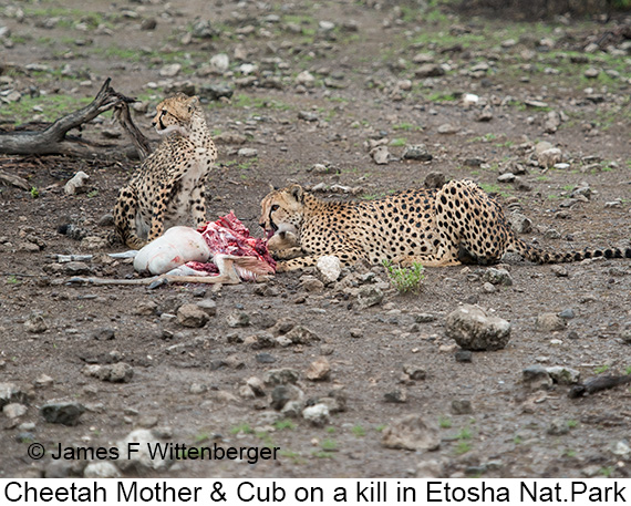 Cheetah - © James F Wittenberger and Exotic Birding LLC