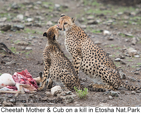 Cheetah - © James F Wittenberger and Exotic Birding LLC