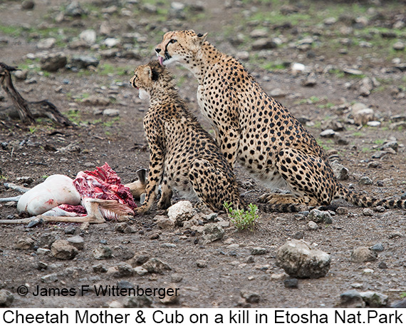 Cheetah - © James F Wittenberger and Exotic Birding LLC