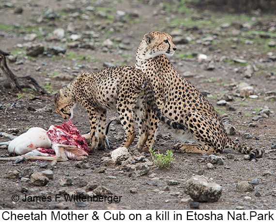 Cheetah - © James F Wittenberger and Exotic Birding LLC