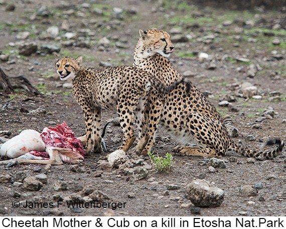 Cheetah - © James F Wittenberger and Exotic Birding LLC